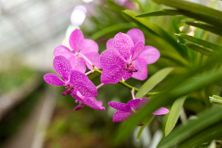 Beautiful orchid. Vanda or Vanda coerulea Griff. Various flower close up from bouquet.の写真素材