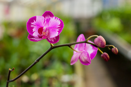  Phalaenopsis Orchid flower close up.Floral background.Selective focus.の写真素材