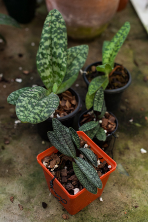 Group of small Paphiopedilums in brown potsの写真素材