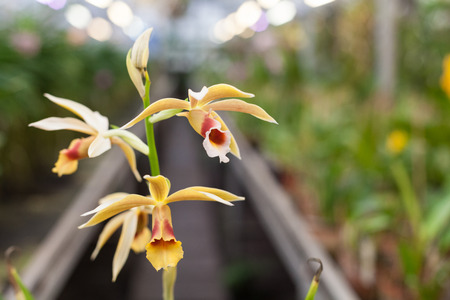 Close up on small group of colorful paphiopedilum or lady slipper の写真素材