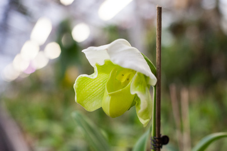 Close up on small group of colorful paphiopedilum or lady slipper の写真素材