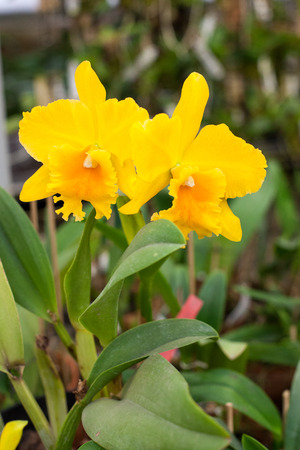 Close up beautiful Cattleya orchidの写真素材