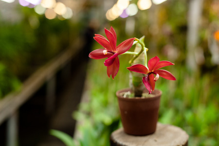 Beautiful orchid in brown potの写真素材