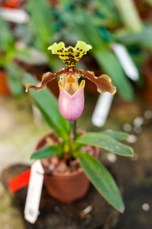 Paphiopedilum orchid flowersの写真素材