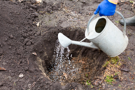 The gardener prepares the ground before planting the bush into the soil.の写真素材