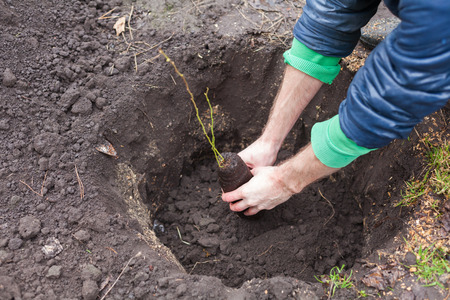 The gardener puts a berry bush in the ground in his garden. The process of landing the plant in the groundの写真素材