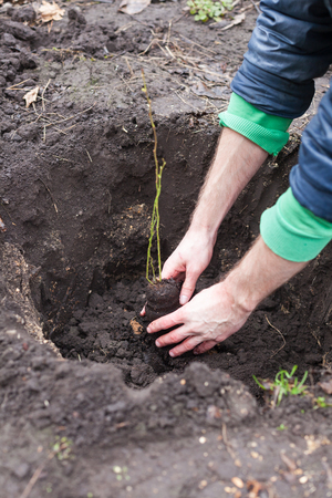 The gardener puts a berry bush in the ground in his garden. The process of landing the plant in the groundの写真素材
