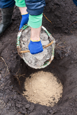 The gardener prepares the ground before planting the bush into the soilの写真素材