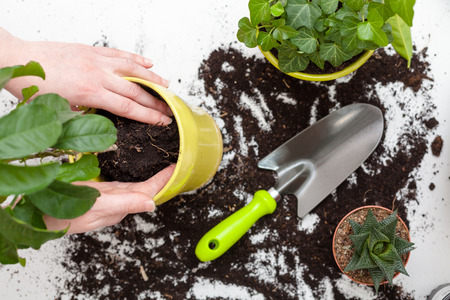 Woman's hands transplanting plant a into a new pot. Home gardening relocating house plantの写真素材