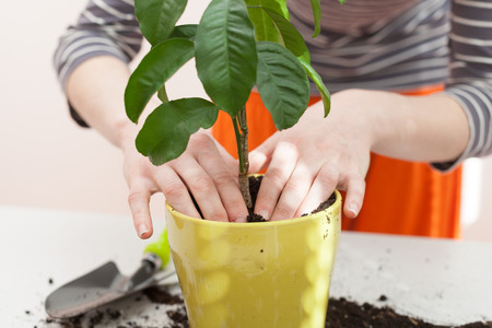 Woman's hands transplanting plant a into a new pot. Home gardening relocating house plantの写真素材