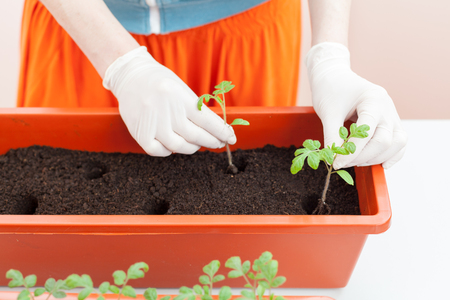 Woman's hands in gloves seedlings of tomato and pepper planted in plastic potsの写真素材