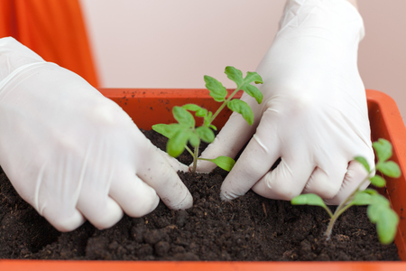 Woman's hands in gloves seedlings of tomato and pepper planted in plastic pots.の写真素材