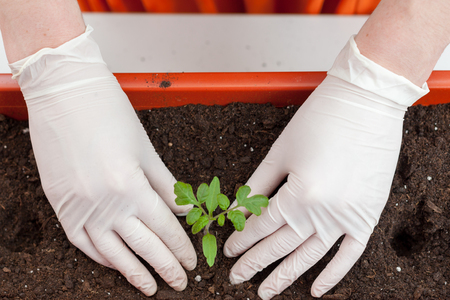 Woman's hands in gloves seedlings of tomato and pepper planted in plastic pots.の写真素材