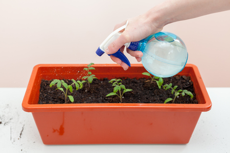 Woman's hands in gloves pours of tomato and pepper planted in plastic pots. Planting seedlings in a potの写真素材