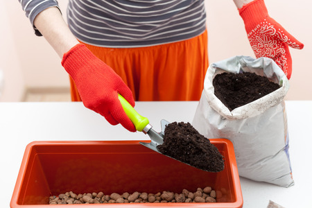 Woman's hands in gloves pours the earth into a plastic container. Preparation of seeds tomato and pepper for planting in the ground.の写真素材