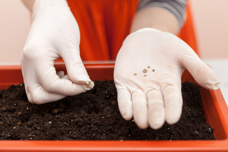 Woman's hands in gloves keeps the seeds of tomato and pepper planted in the hand. Planting seedlings in a pot.の写真素材
