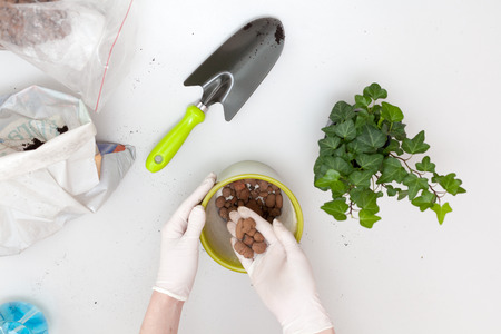 The gardener falls asleep to the bottom of the pot. Preparing the plant for transplantationの写真素材