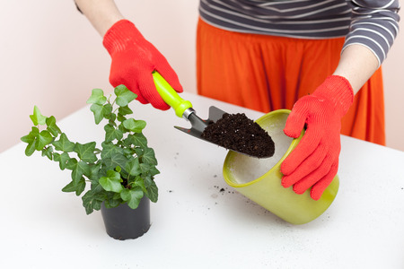 The gardener pours the earth into a pot for transplanting plants. Home gardening relocating house plant.の写真素材