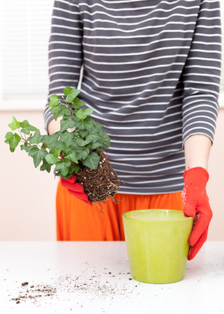 Woman's hands transplanting plant a into a new pot. Home gardening relocating house plantの写真素材