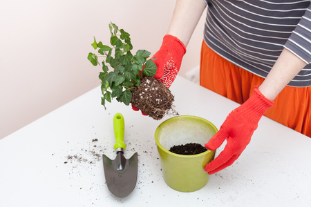 Woman's hands transplanting plant a into a new pot. Home gardening relocating house plantの写真素材