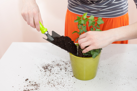The gardener pours the earth into a pot for transplanting plants. Home gardening relocating house plantの写真素材