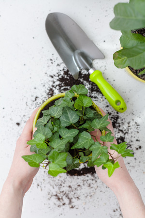 Woman's hands transplanting plant a into a new pot. Home gardening relocating house plant. View from above.の写真素材