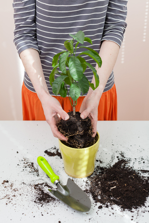 Woman's hands transplanting plant a into a new pot. Home gardening relocating house plantの写真素材