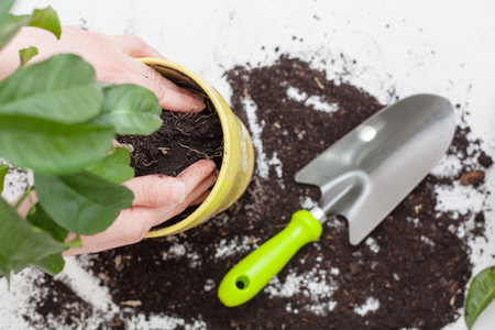 Woman's hands transplanting plant a into a new pot. Home gardening relocating house plantの写真素材