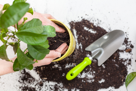 Woman's hands transplanting plant a into a new pot. Home gardening relocating house plantの写真素材