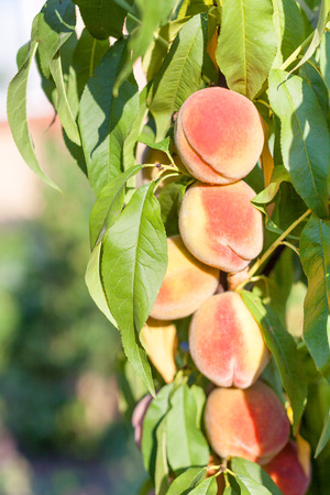 A branch of ripe peaches ready to be pickedの写真素材