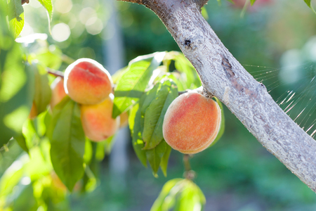 A branch of ripe peaches ready to be pickedの写真素材
