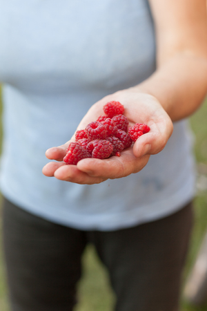 Woman hands holding fresh raspberries at the garden, free space. Ripe red organic raspberries in girl's hands. Healthy food concept.の写真素材