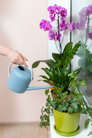 The girl florist watered the house plants from the watering can. On the window-sill is a pot of orchid, zamioculcas and dieffenbachiaの写真素材