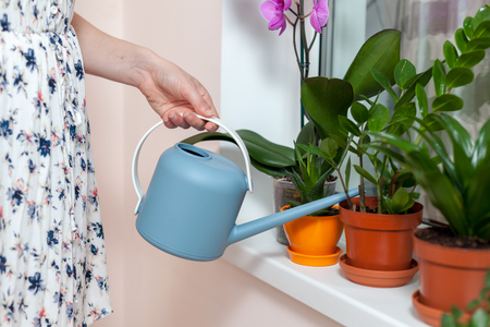 The girl florist watered the house plants from the watering can. On the window-sill is a pot of orchid, zamioculcas and dieffenbachiaの写真素材