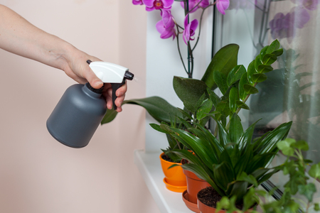 The girl florist watered the house plants from the watering spray. On the window-sill is a pot of orchid, zamioculcas and dieffenbachiaの写真素材