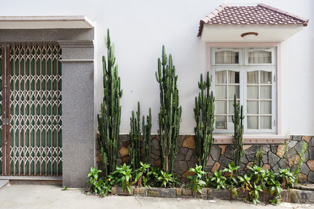 A beautiful white house with large cactuses near itの写真素材