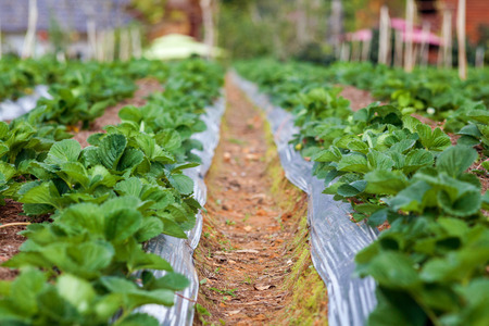 Close up of fresh organic strawberries growing on the plantation on a sunny dayの写真素材