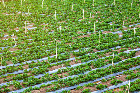 Fresh organic strawberries growing on the plantation on a sunny dayの写真素材