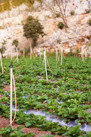 Fresh organic strawberries growing on the plantation on a sunny dayの写真素材