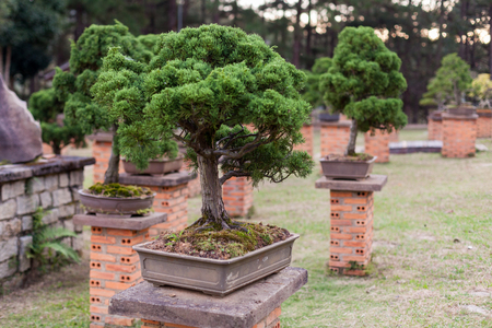 Bonsai tree in the gardenの写真素材