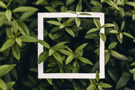 Green leaf background with concept design white frame borderの写真素材