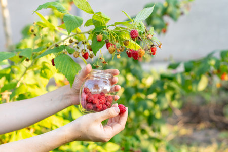 Close up cropped photo of worker woman hands pluck ripe red raspberries from green bush and put it...