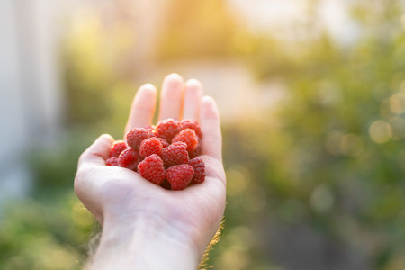 Close up cropped photo of man, male, guy hold red raspberries from green bright bush on open hand...