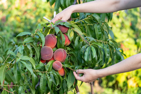 Profile side view cropped photo of young lady hand hold branches of green deciduous tree with large...