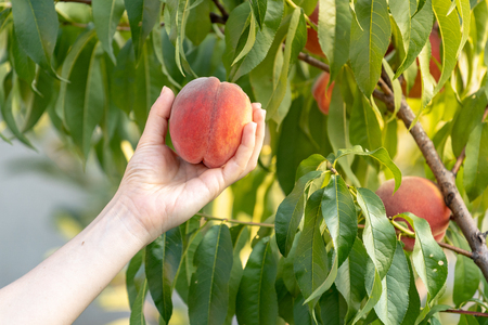 Cropped photo of young lady hand hold big peaches against the background of the branches of green deciduous treeの写真素材