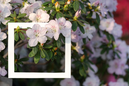 Close up photo of simple and minimal square frame on beautiful white camellia flowersの写真素材