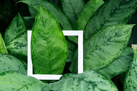 Close up photo of white square frame on green background with plantsの写真素材