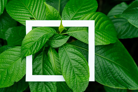 Close up photo of white square frame on beautiful green background with large plants leafの写真素材