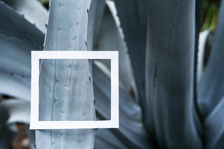Close up photo of white square frame on beautiful aloe leaf