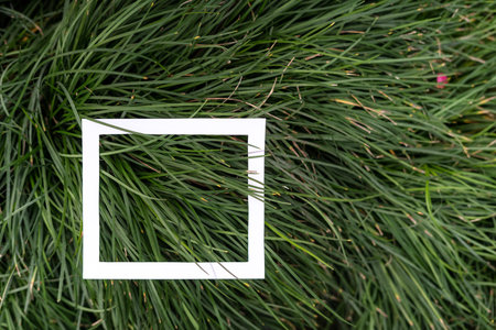 Close up photo of white square frame on beautiful background with grass plant